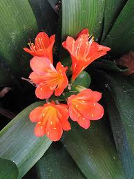 Image result for Clivia