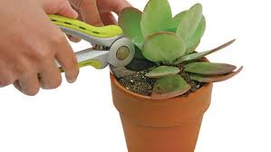 Dengan membuat tampilan taman hidangan atau kontainer, anda tidak perlu khawatir tentang tanaman anda bertahan dari cuaca dingin yang mengejutkan. 10 Outstanding Succulents Finegardening