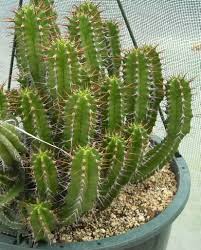 Image result for Euphorbia