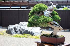 Our Online Bonsai Courses Bonsai Tree Bonsai Juniper Bonsai