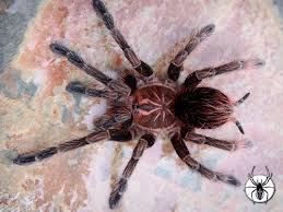 Image result for Platysepalum