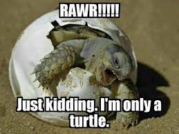 Rawr Just Kidding I M Only A Turtle Turtles Funny Funny Animal Memes Funny Animals