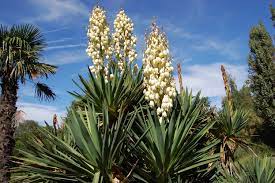 ✔ we released the yucca. Why Yuccas Are Our Best Friend Lifescape Colorado