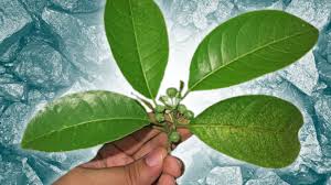 Image result for Rinorea