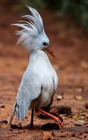 Cagou Rhynochetos Jubatus Endemique De Nouvelle Caledonie Beautiful Birds Pretty Birds Pet Birds