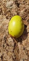 Image result for Garcinia volkensii