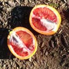 These citrus trees are drought tolerant feed your navel orange tree with a balanced slow release fertilizer in early spring and late summer. Sanguinelli Blood Orange Oscar Tintori Nurseries Worldwide Citrus Plants