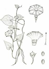 Image result for Ipomoea fulvicaulis
