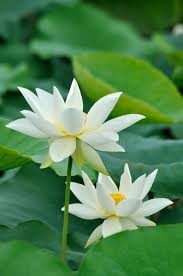 Two White Lotus Flower And Golden Yellow Pistil Shown As Twins Or Couple Affiliate Flower Gol White Lotus Flower Lotus Flower Photography Lotus Flower
