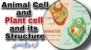 Jun 08, 2021 · definition of the cell, types of cell — prokaryotic and eukaryotic cells, detailed structure of the prokaryotic cell, eukaryotic cells (plant cell and animal cell) structure and function. Animal Cell And Plant Cell Explain In Urdu Biology Series Quick Review Youtube