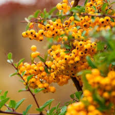Image result for Pyracantha coccinea soleil d'or