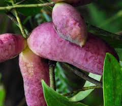 Image result for Landolphia rufescens