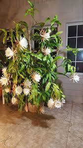 Image result for Oxypetalum