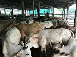 Jual beli lembu kg banggol setiu; Rb Agro Farm Lembu Untuk Dijual