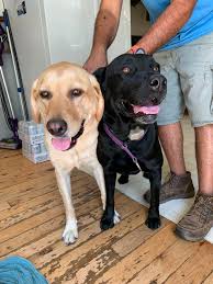 Missing black and yellow labs in Flag Mountain area