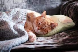 ruyada kedi gormek ne anlama gelir ruyada yavru kedi gormek nedir ruyada beyaz ve siyah kedi gormek tabiri nedir haberler
