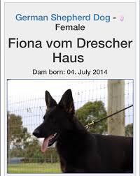 Akc, red black, large boned, good structure. German Shepherd Akc Registered Pups Home Facebook