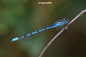 Black And Blue Dragonfly Uk Dragonfly And Damselfly Identification Help British Dragonflies Org Uk Dragonfly Images Dragonfly Facts Dragonfly