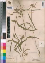 Image result for Selago blantyrensis