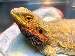 Is my bearded dragon blind? How To Tell If Your Bearded Dragon Is Sick Petsoid
