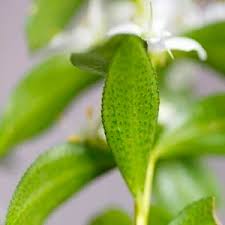 Image result for Schinziophyton rautanenii