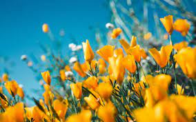 Maybe you would like to learn more about one of these? The Most Gorgeous Instagrams Of L A S First Spring Flowers Los Angeles Magazine