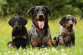 Contact puppies beauceron breeders near you using our free beauceron breeder search tool below! Beauceron Puppies For Sale Akc Puppyfinder