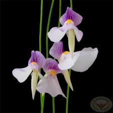 Image result for Utricularia