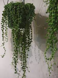 These plants do not require much maintenance, and besides this, they are beautiful as decoration. Pin On Succulents