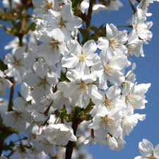 I saw this shrub (or small tree) yesterday with white flowers. Prunus Kurilensis Brilliant Japanese Alpine Flowering Cherry Tree