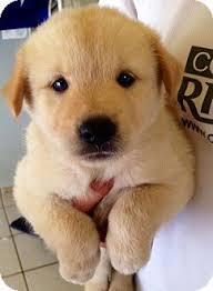 We are offering the best quality golden retriever puppies. Pin By James Pearsall On Ideas For The House Golden Retriever Golden Retriever Mix Border Collie Big Puppies