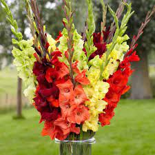 Gladiolus Sunset Mix Enjoy All The Colors Of Late Summer In This Exclusive Mix Of Wine Red Crimson Orange Yello Bulb Flowers Planting Bulbs Gladiolus Bulbs