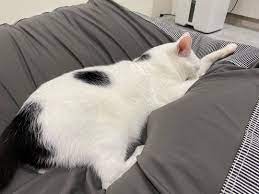 yoga cats 台灣貓貓看投票看到睡著囉 cat yoga cats animals