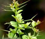 Image result for Carissa bispinosa