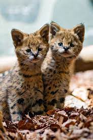 Father is my african serval, mom is domestic shorthair. Paradise Two Cute Serval Babies Via More By Tambako The Animals Serval Cats Baby Animals