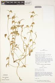 Image result for Cyanotis lanata