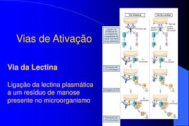 Conoce la #lectina recombinante rbc2lcn, útil para investigar #célulasmadre pluripotentes a lectina de sementes de pitanga (eugenia uniflora) teve o seu protocolo de purificação publicado em. Ppt Sistema Complemento Introducao Vias De Ativacao Via Classica Via Da Lectina Powerpoint Presentation Id 4285284