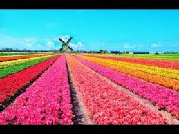 Лихоманка та полювання на тюльпани. Cvetochnyj Paj Gollandiya Polya Tyulpanov Holland Youtube