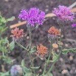 Image result for Erlangea