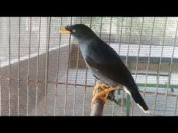 Bagi burung jalak kebo betina dan jantan juga memiliki jenis kicauan yang berbeda. Poto Burung Jalak