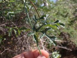 Image result for Peponium