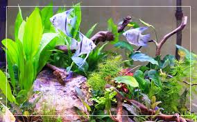 Creating your own diy aquarium decor can be a fun thing to do. Beginner S Guide To Set Up A Freshwater Aquarium