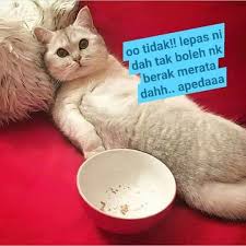 Kucing sebenarnya haiwan yang pembersih. Cats And Dogs Repellent Posts Facebook