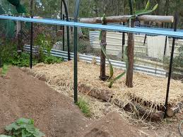 Maybe you would like to learn more about one of these? Dragon Fruit Poles Or Beams Sustainable Lockyer Valley
