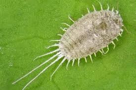 Image result for Mealybug cucumber