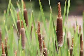 31 luxus sehr kleiner garten ideen nachher: Schilfgraser Schilf Pflanzen Im Garten Pflege Und Schneiden Gartenlexikon De