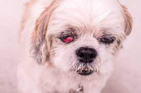 The shih tzu is one of the most popular dog breeds in the united states. Shih Tzu Eye Problems