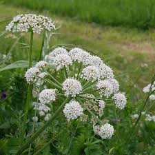 Image result for Oenanthe procumbens