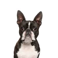 Boston Terrier Guide — Hookd On Phoenix