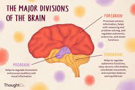 Divisions Of The Brain Forebrain Midbrain Hindbrain